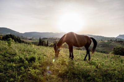Mostra permanente all'Equiturismo San Lorenzo  - Italia - Sicilia - Agrigento - 272713