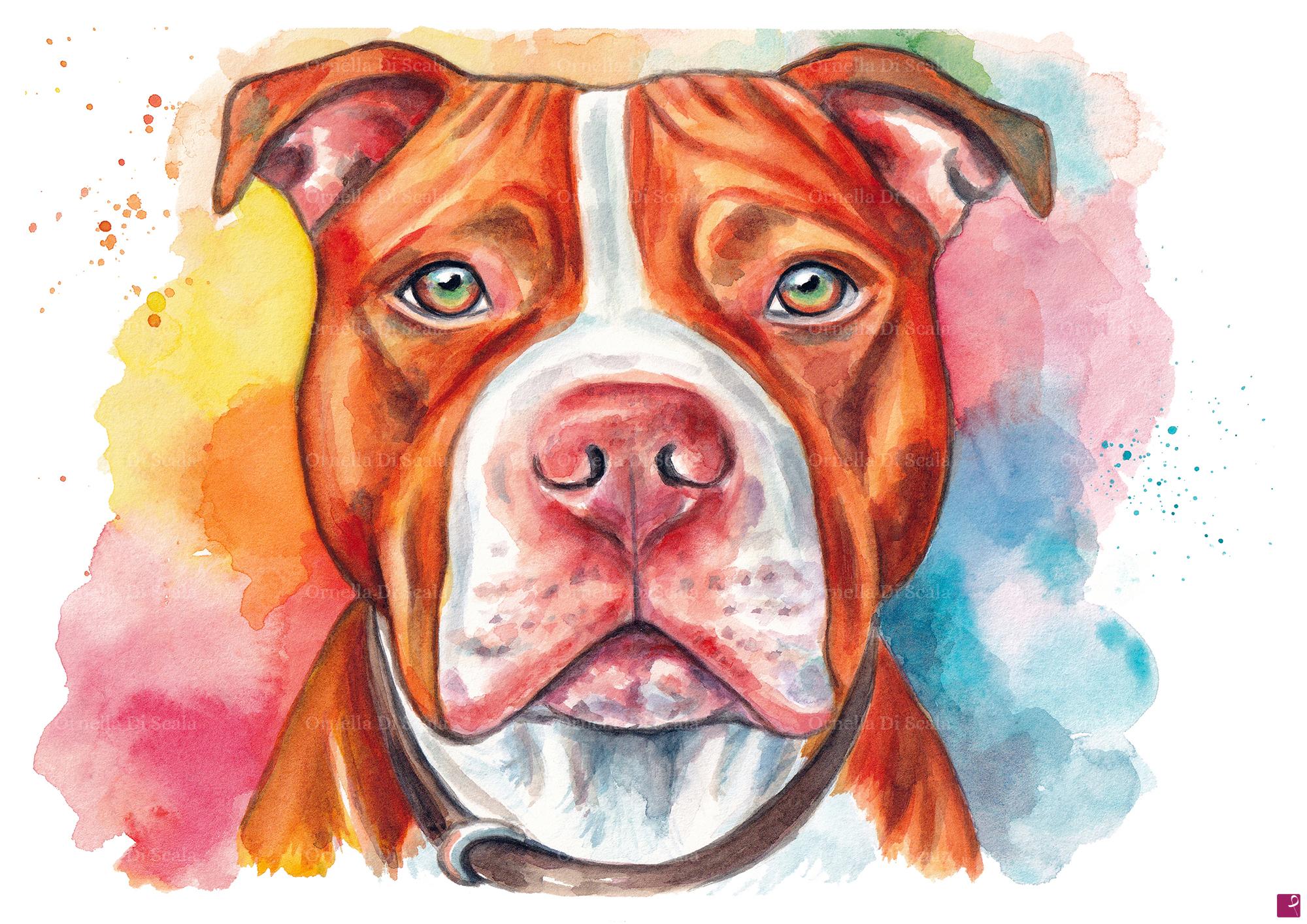 quadri in vendita online - Acquerello ritratto cane pit bull terrier 
