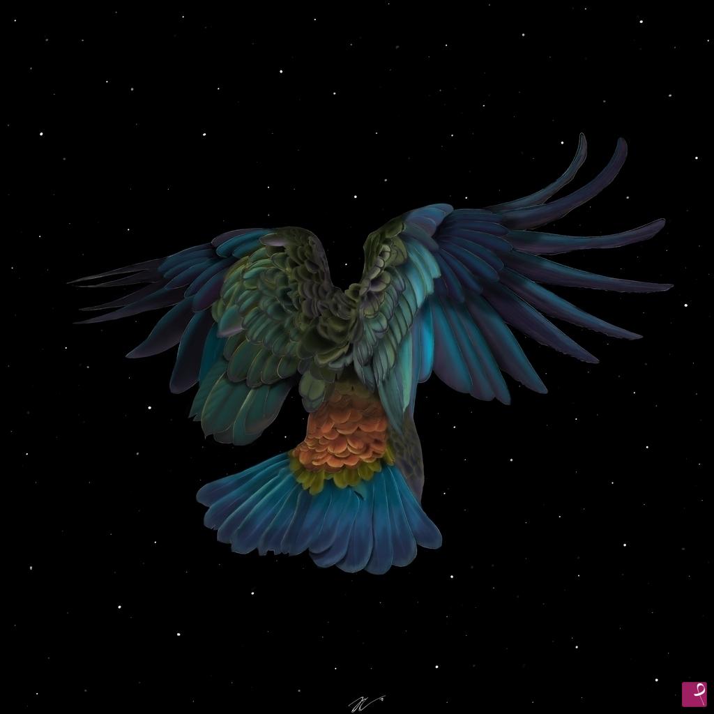 quadri in vendita online - Astral Kea Parrot