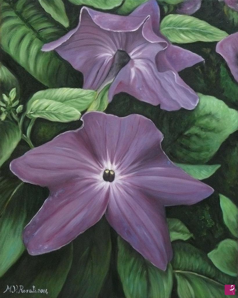 quadri in vendita online - Browallia Speciosa