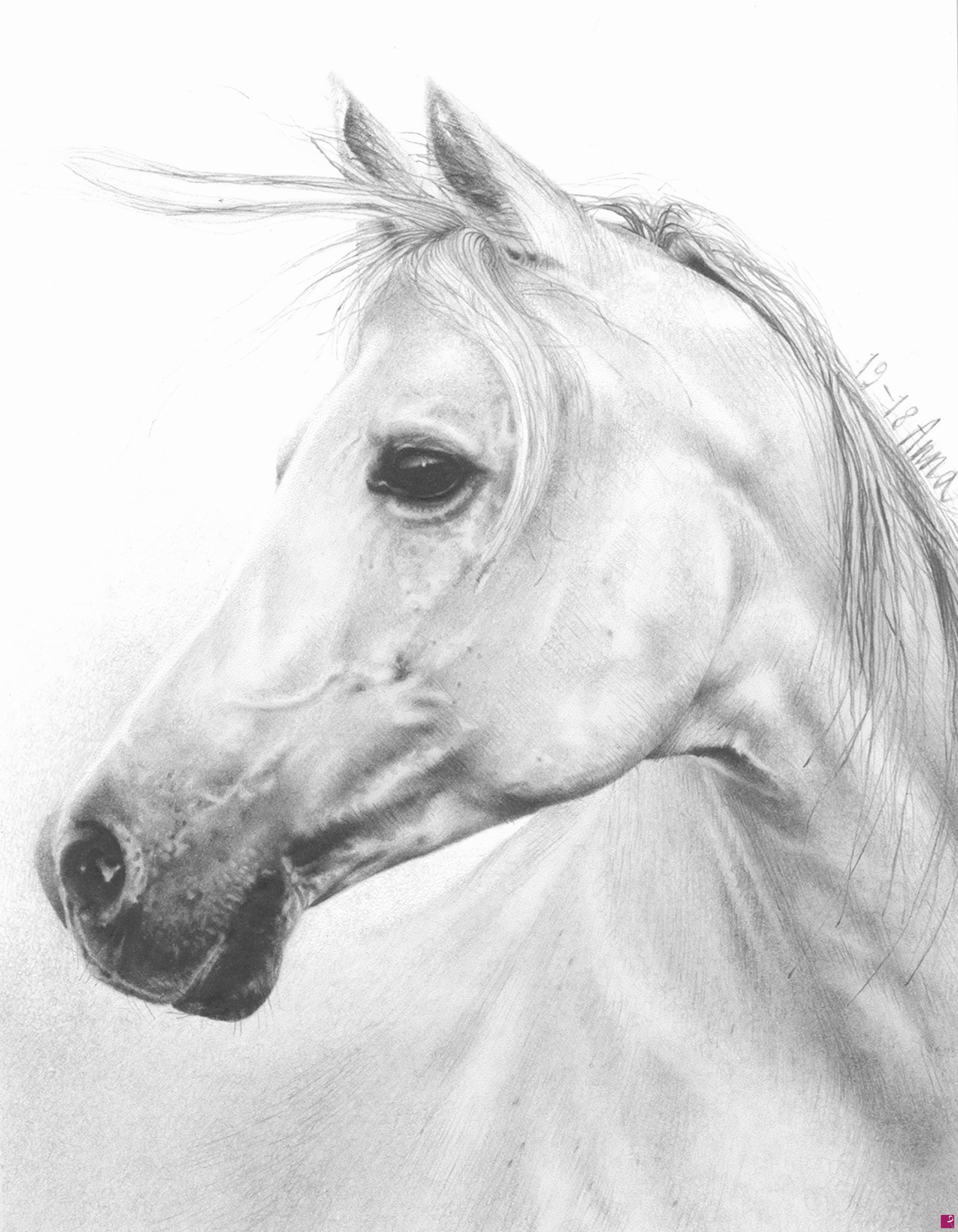 quadri in vendita online - Cavallo bianco.