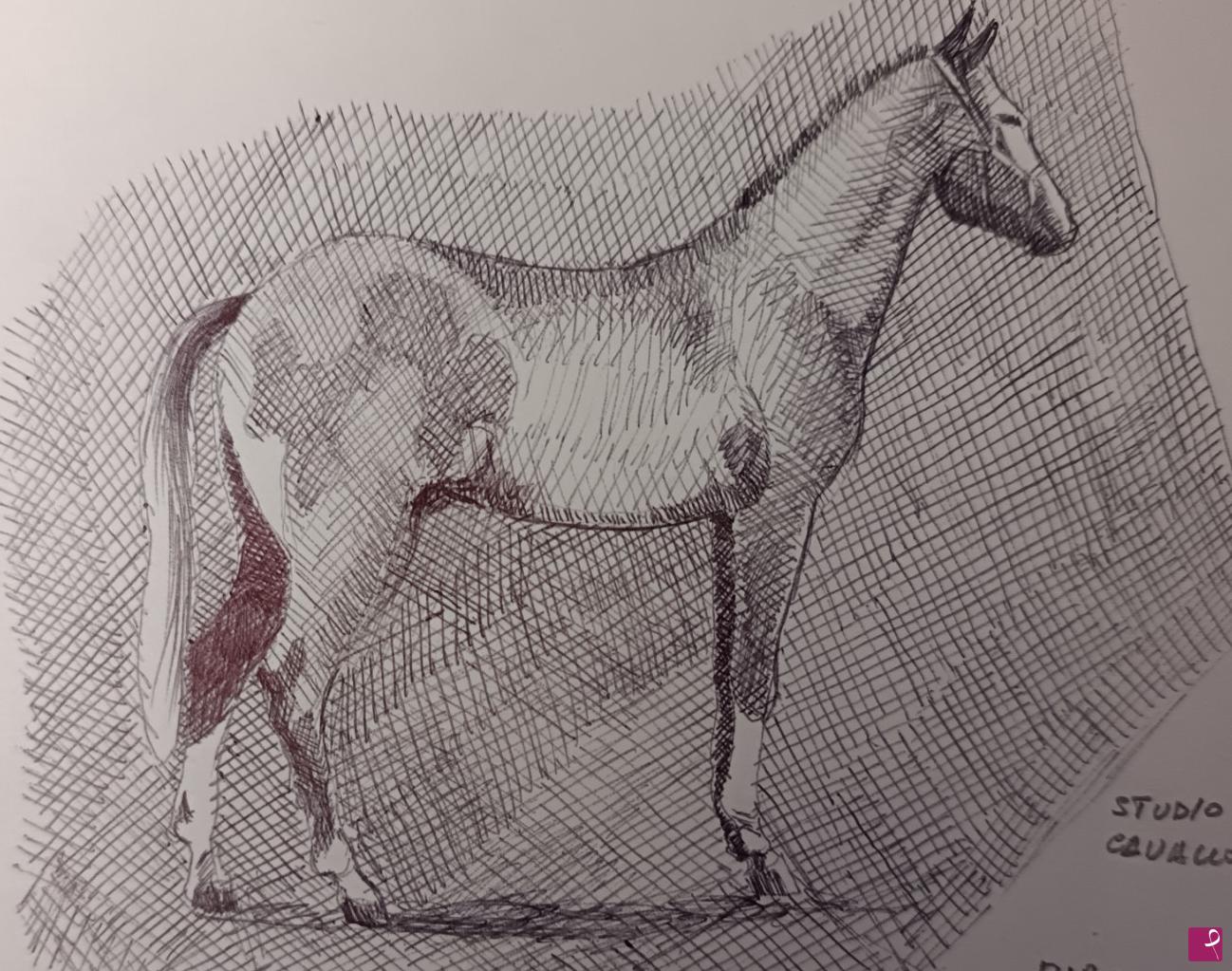 quadri in vendita online - CAVALLO STUDIO