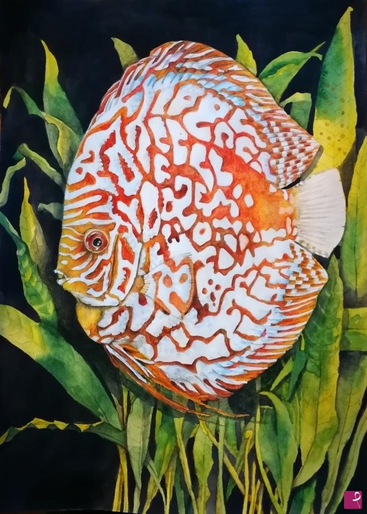 quadri in vendita online - Discus e Microsorum