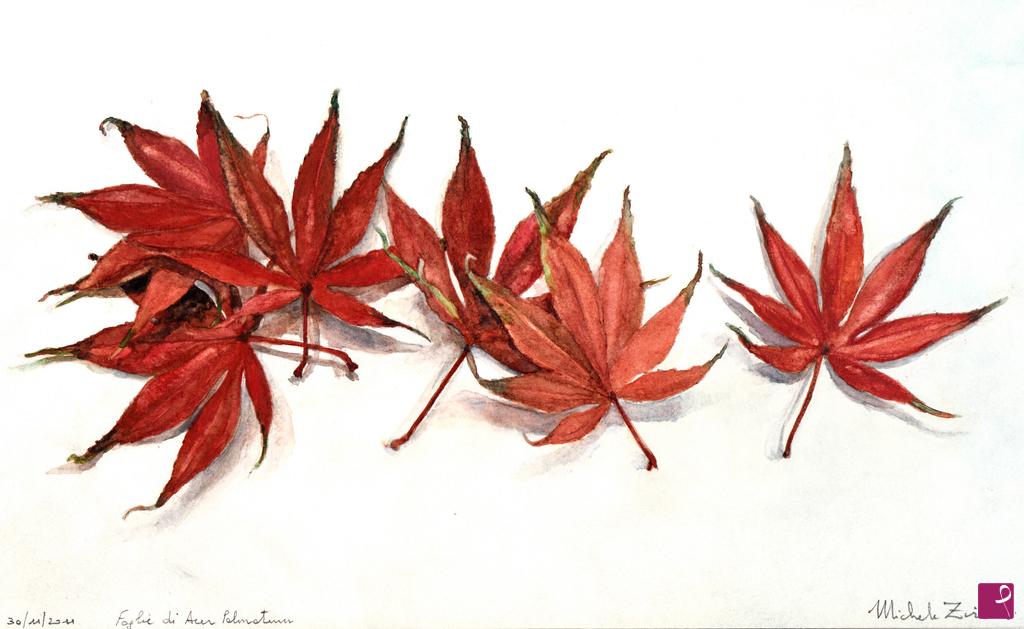 quadri in vendita online - Foglie di Acer Palmatum