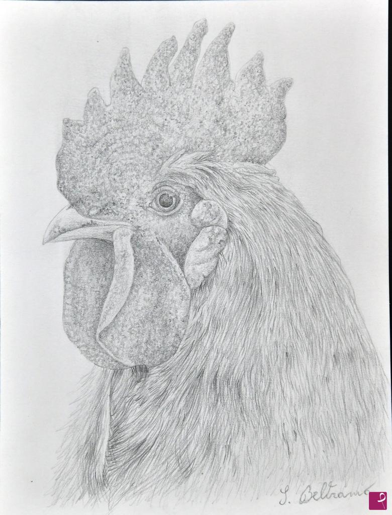 quadri in vendita online - "Gallo"