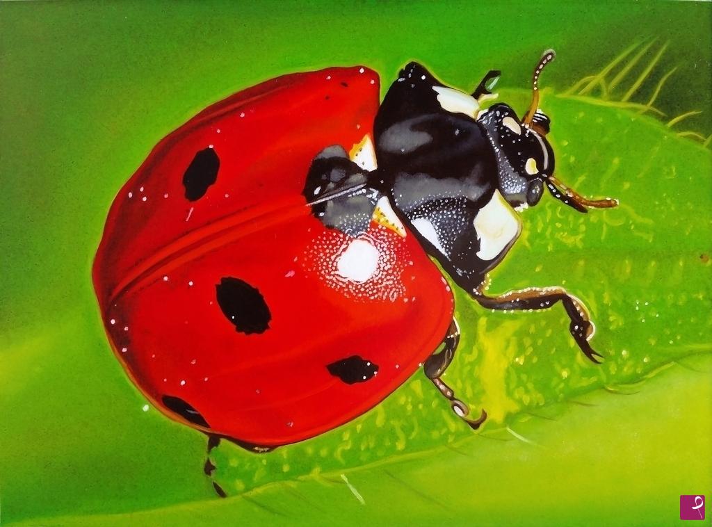 quadri in vendita online - "Ladybug IV"