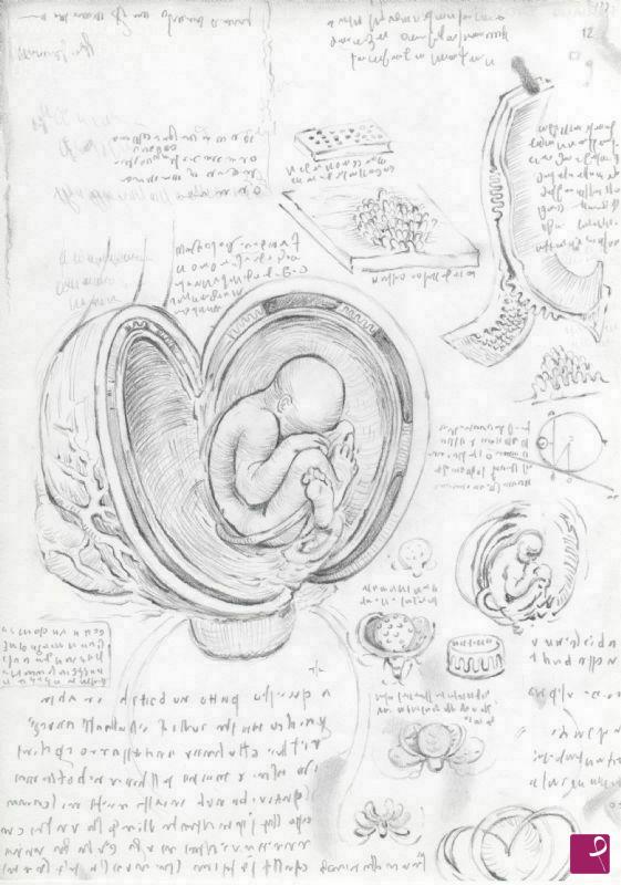 quadri in vendita online - LEONARDO DA VINCI - Feto Umano Nell' Utero