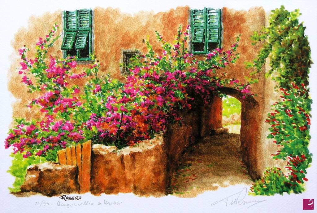 quadri in vendita online - Litografia N. 53 - Bouganvillea a Verezzi