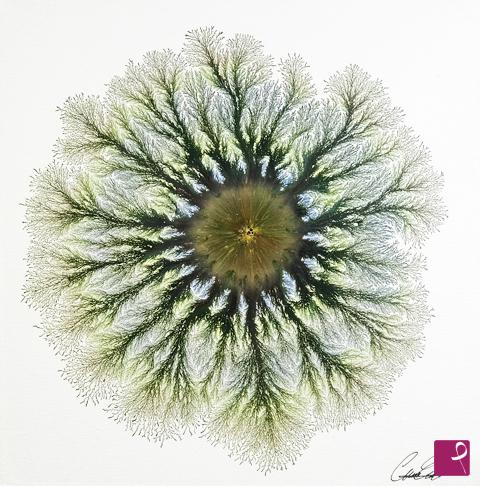 quadri in vendita online - Nature Explosion