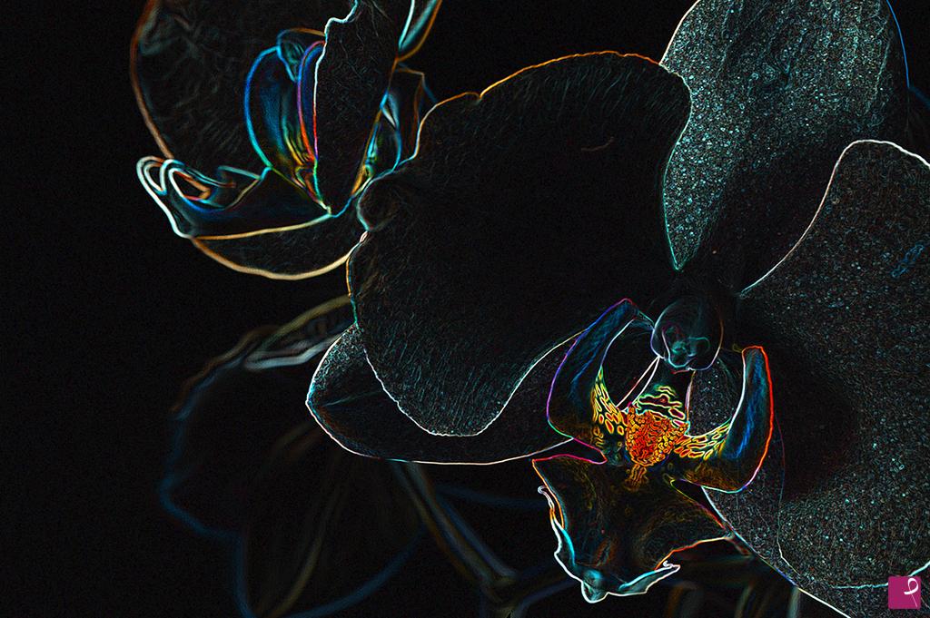 quadri in vendita online - Orchidea blu
