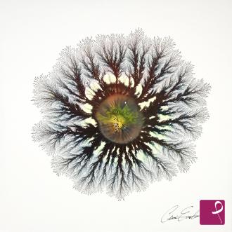 Quadro venduto su PitturiAmo