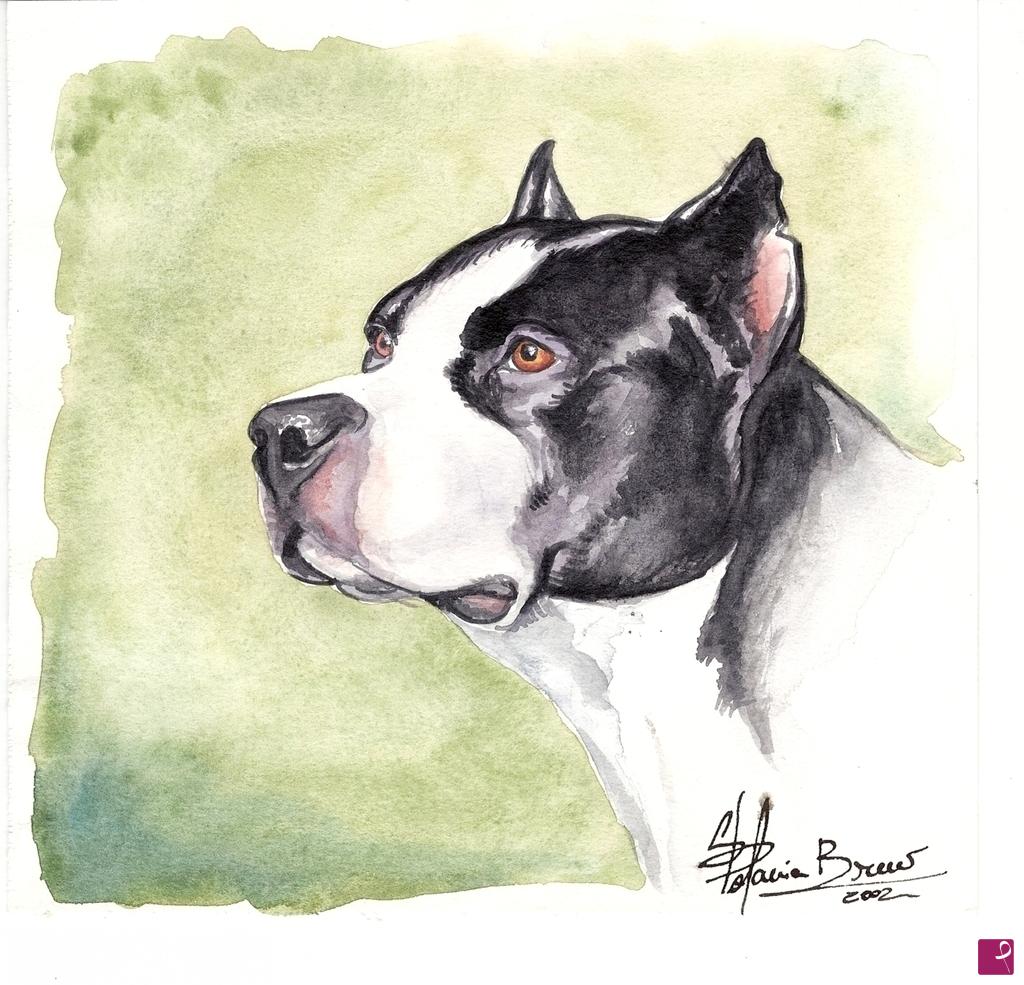 quadri in vendita online - Pit bull