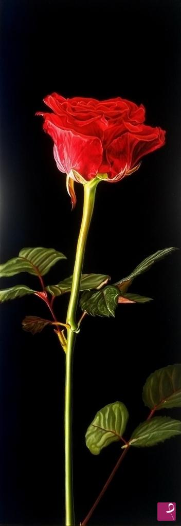 quadri in vendita online - "Red Rose"