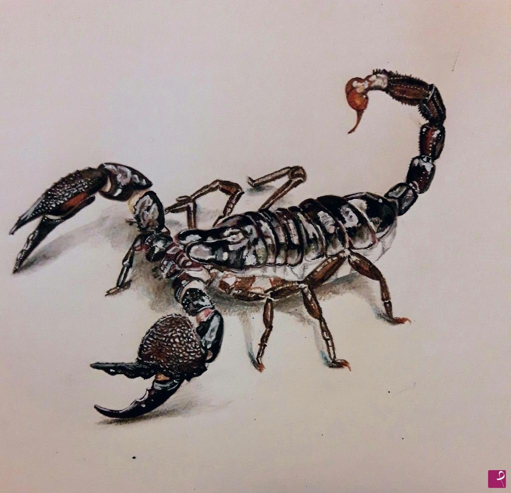 quadri in vendita online - Scorpion